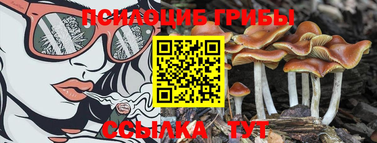 Псилоцибиновые грибы Psilocybe  Вход с VPN  Алейск 